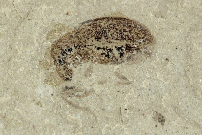 Detailed Fossil Weevil (Snout Beetle) - Green River Formation #242752